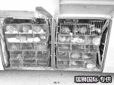   集裝箱碼頭中轉(zhuǎn)是如何操作？